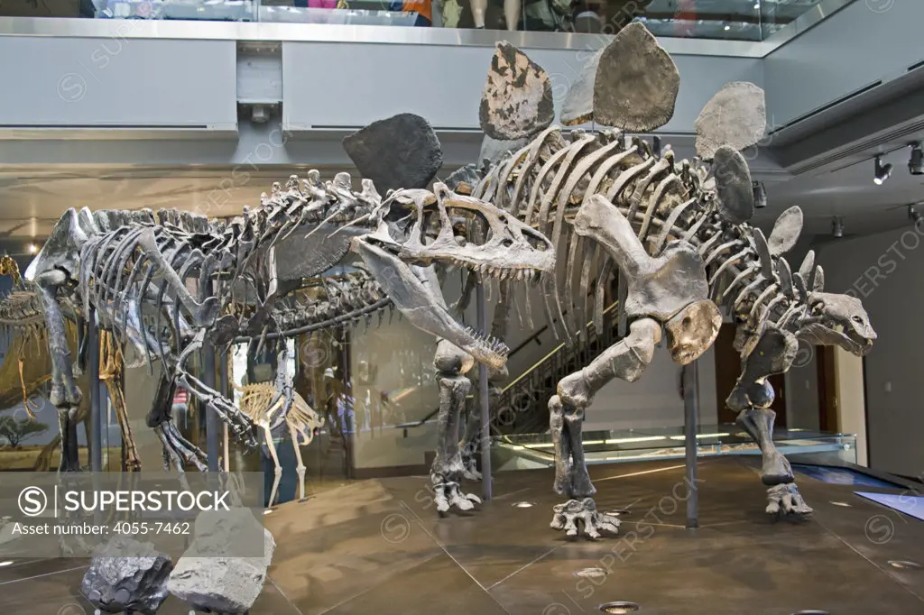 Allosaurus fragilis and Stegosaurus stenops, Dinosaur Hall, Natural History Museum, Los Angeles, California, USA