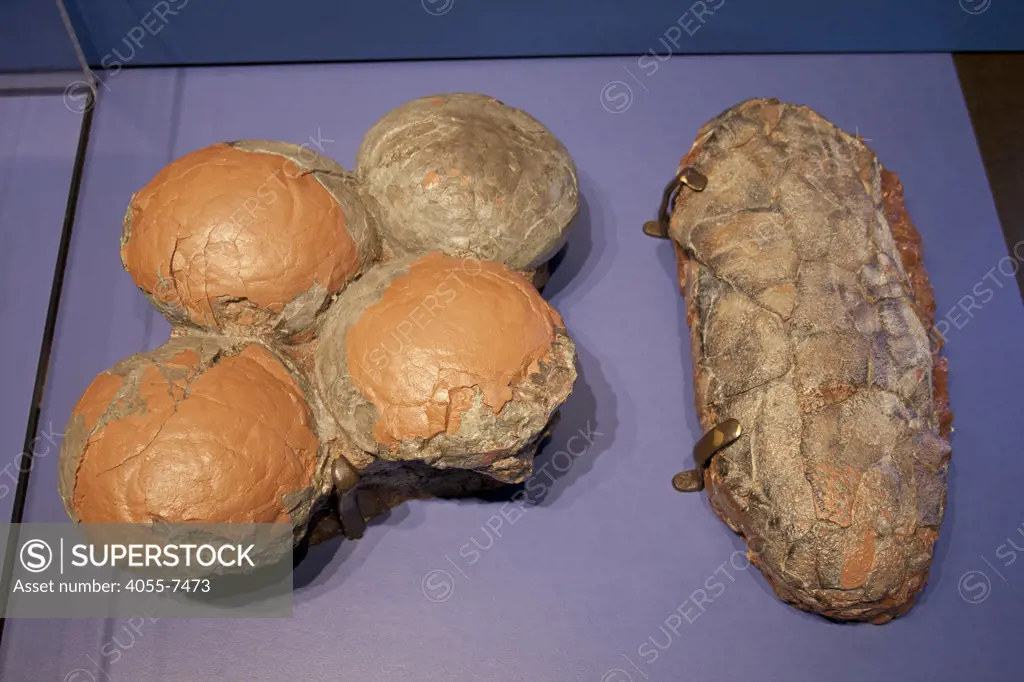 Dinosaur eggs (casts), Spheroolithus (l) Macroelongatoolithus (r), Dinosaur Hall, Natural History Museum, Los Angeles, California, USA