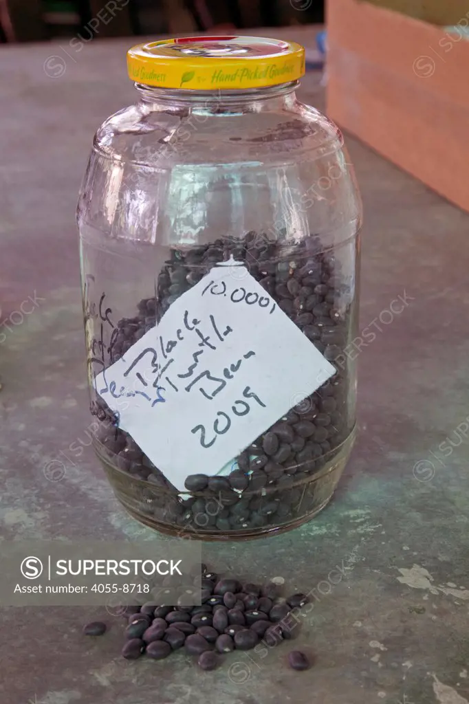 Black Turtle Bean seeds from the Seed Library of Los Angeles. The Seed Library of Los Angeles (SLOLA) is located at the Learning Garden at Venice High School.