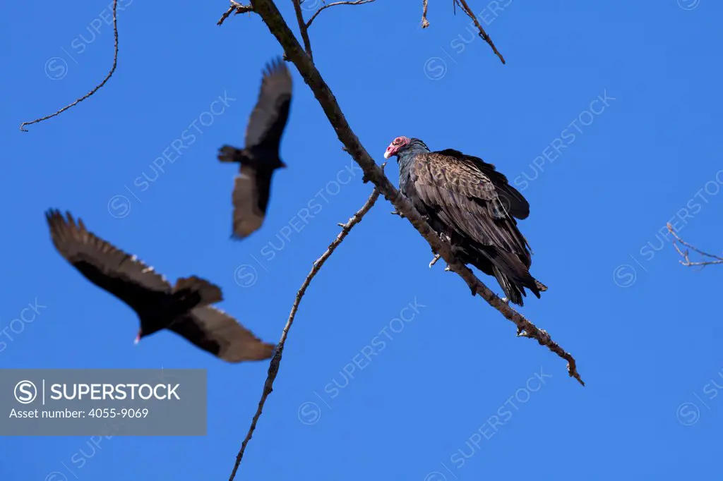 Solano County Office of Education - Turkey Vultures