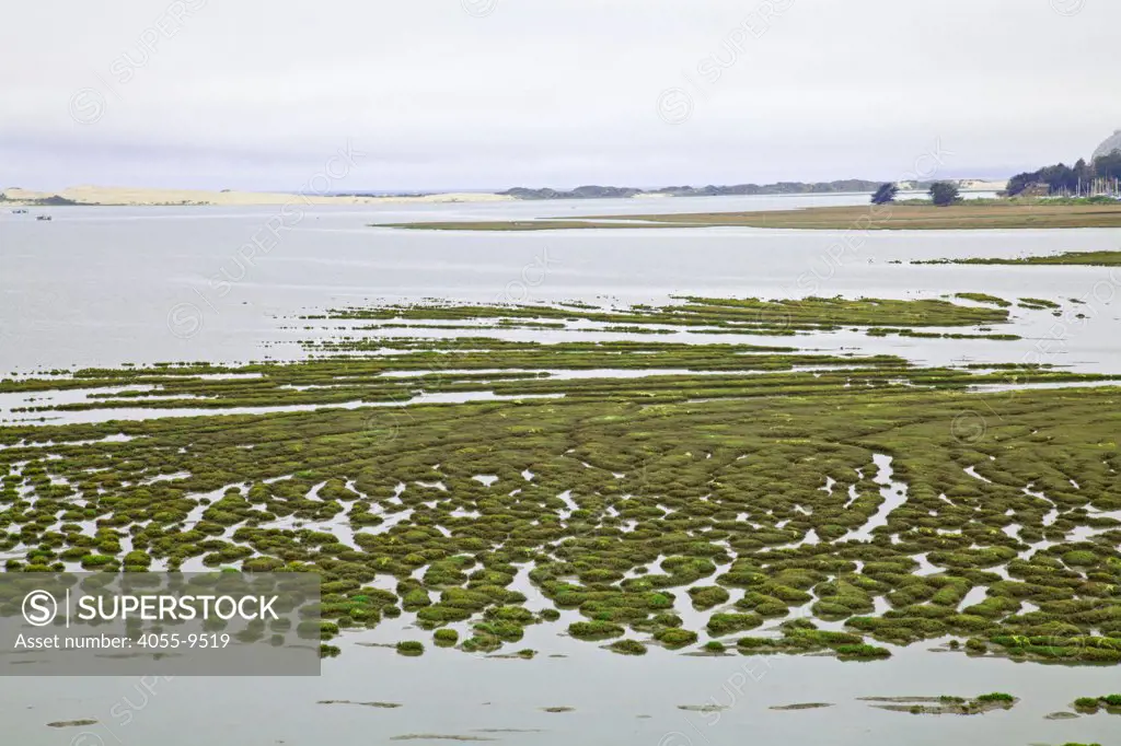 Morro Estuary Natural Preserve and its 800 acre wetland are home to dozens of endangered species.  This bird sanctuary is home to more than 250 species of land, sea, and shore birds, both migratory and resident, Los Osos, San Luis Obispos County, California, USA