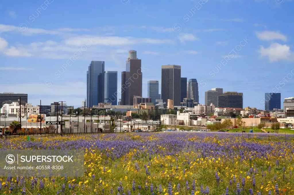 Los Angeles skyline from Los Angeles State Historic Park. Field of Lupine and Desert Sunflowers in foreground. California, USA