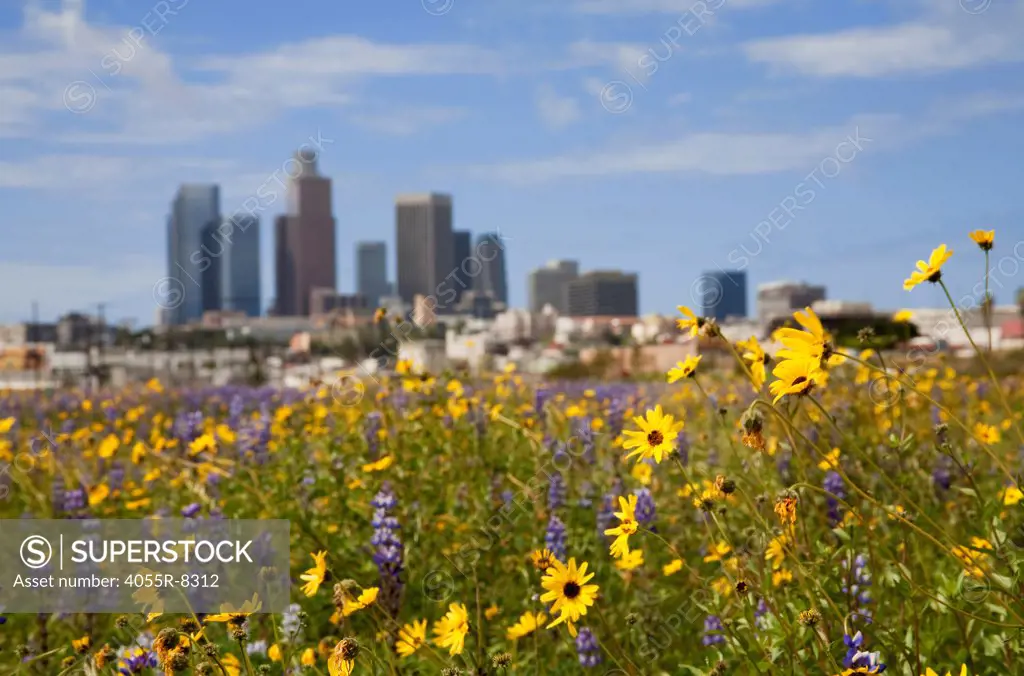 Blurry Los Angeles skyline from Los Angeles State Historic Park. with field of Lupine and Desert Sunflowers in foreground. California, USA