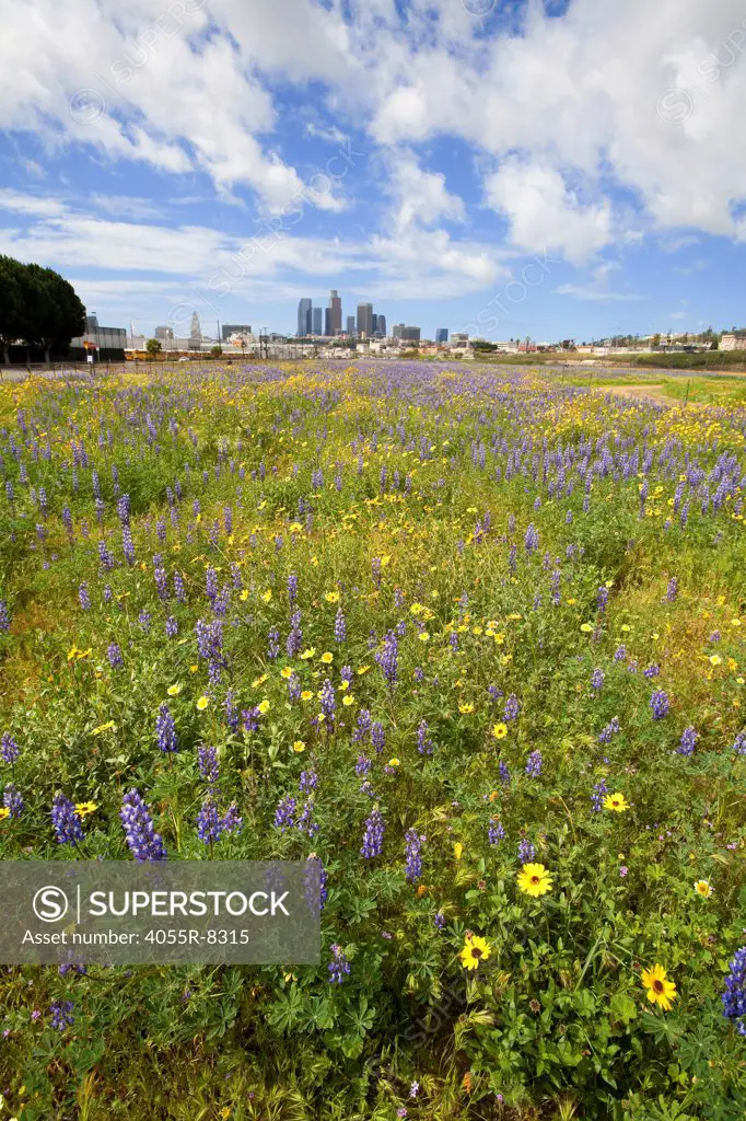 Los Angeles skyline from Los Angeles State Historic Park. Field of Lupine and Desert Sunflowers in foreground. California, USA