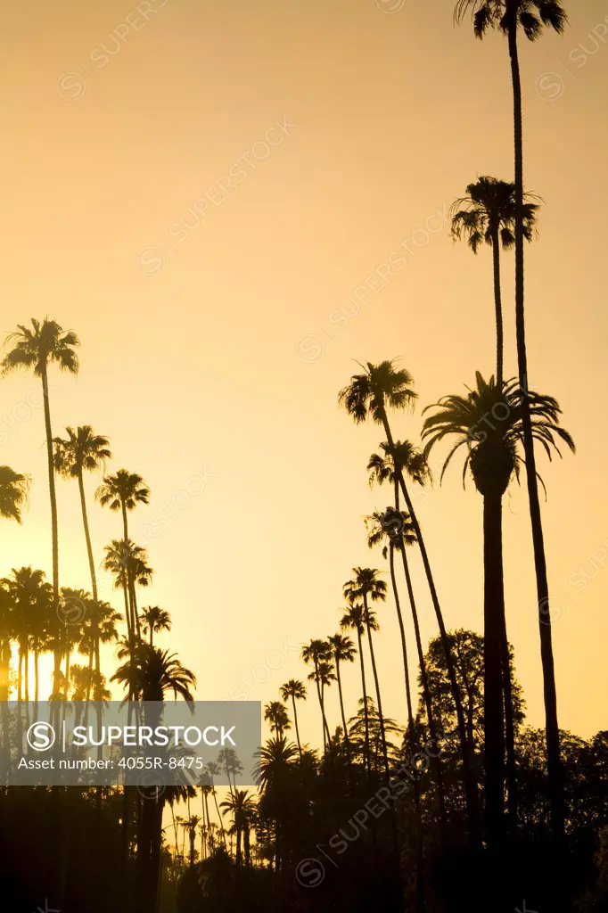 Palm Trees, Beverly Hills, Los Angeles, California, USA