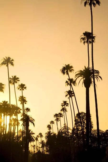 Palm Trees, Beverly Hills, Los Angeles, California, USA