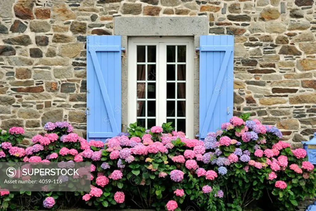 Hedge of hydrangeas flowers in front of a window, Normandy, France