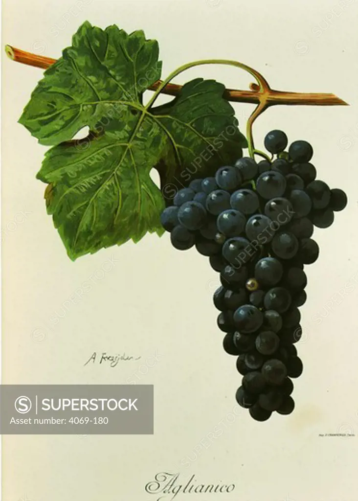 Aglianico black grape variety from Ampelographie Traite general de Viticulture 1903 with painting by A Kreyder and E.J. Troncy