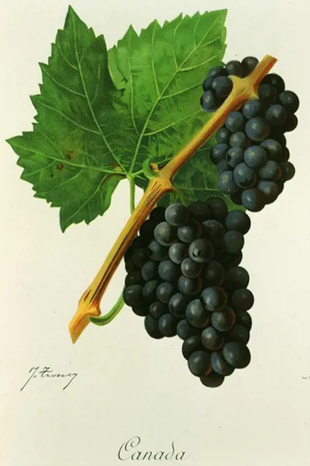 Canada black grape variety from Ampelographie Traite general de Viticulture 1903 with painting by A Kreyder and E.J. Troncy