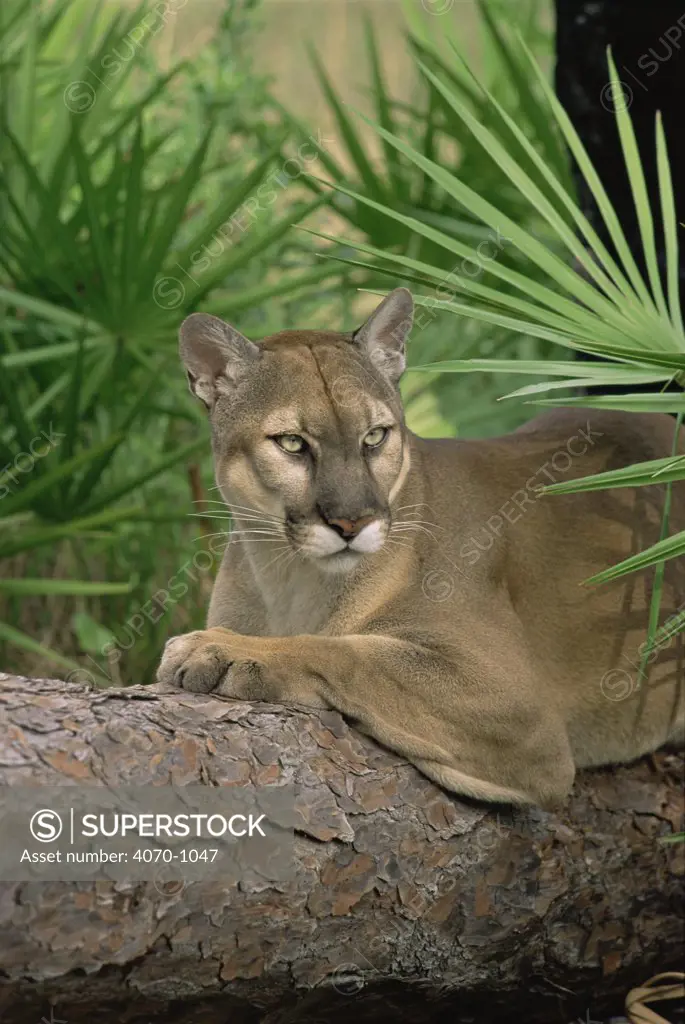 Florida Panther/ Puma,  captive (Felis concolor) USA