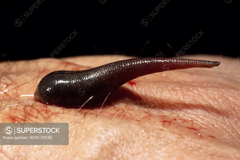 Brown Leech on human skin after sucking blood. Borneo.