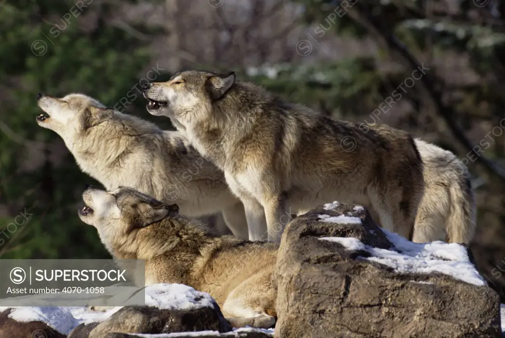 Grey wolf pack howling (Canis lupus) USA. Captive.  