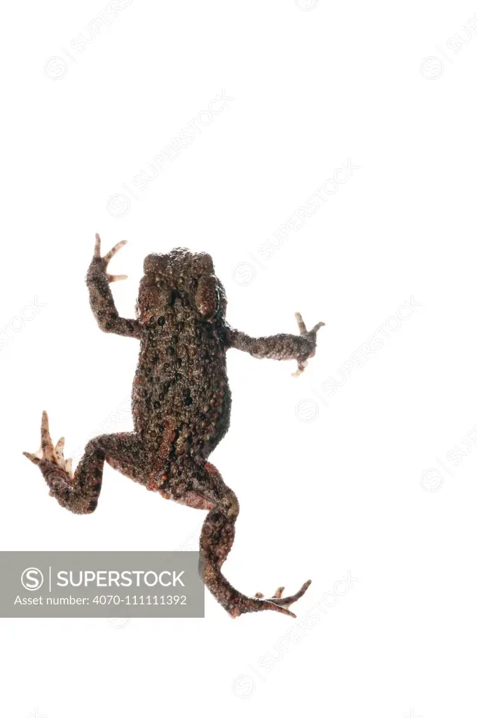 Juvenile Common toad (Bufo bufo), Scotland, UK, July meetyourneighbours.net project