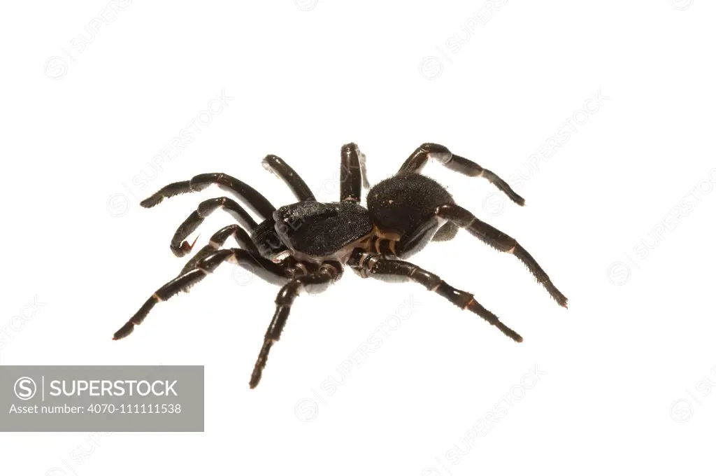 Southern trapdoor spider (Ummidia audouini) South Carolina, USA, June. meetyourneighbours.net project