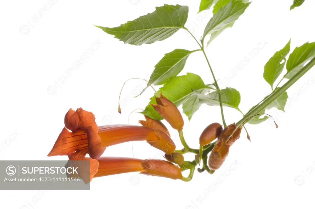 Trumpet creeper / vine (Campsis radicans) in flower, Dacusville, Pickens County, South Carolina, USA, July. meetyourneighbours.net project