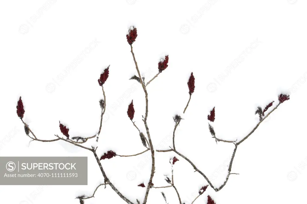 Staghorn sumac (Rhus typhina) tree in snow, Dacusville, South Carolina, USA, December, meetyourneighbours.net project