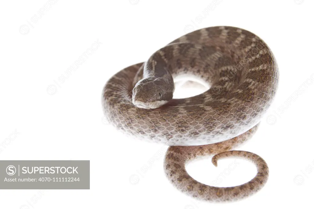 Texas night snake (Hypsiglena torquata jani) coiled, Rio Grande Valley, Texas, USA, October. meetyourneighbours.net project