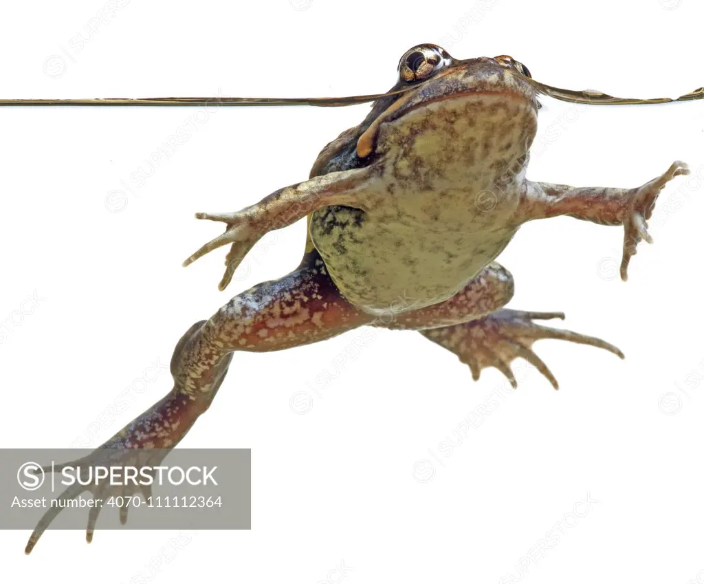 Pobblebonk / Eastern Banjo frog (Limnodynastes dumerili) in water, Victoria, Australia, September. meetyourneighbours.net project