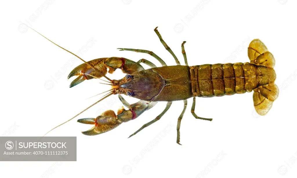 Common Yabby crayfish (Cherax destructor) underwater dorsal view, Victoria, Australia, July. meetyourneighbours.net project