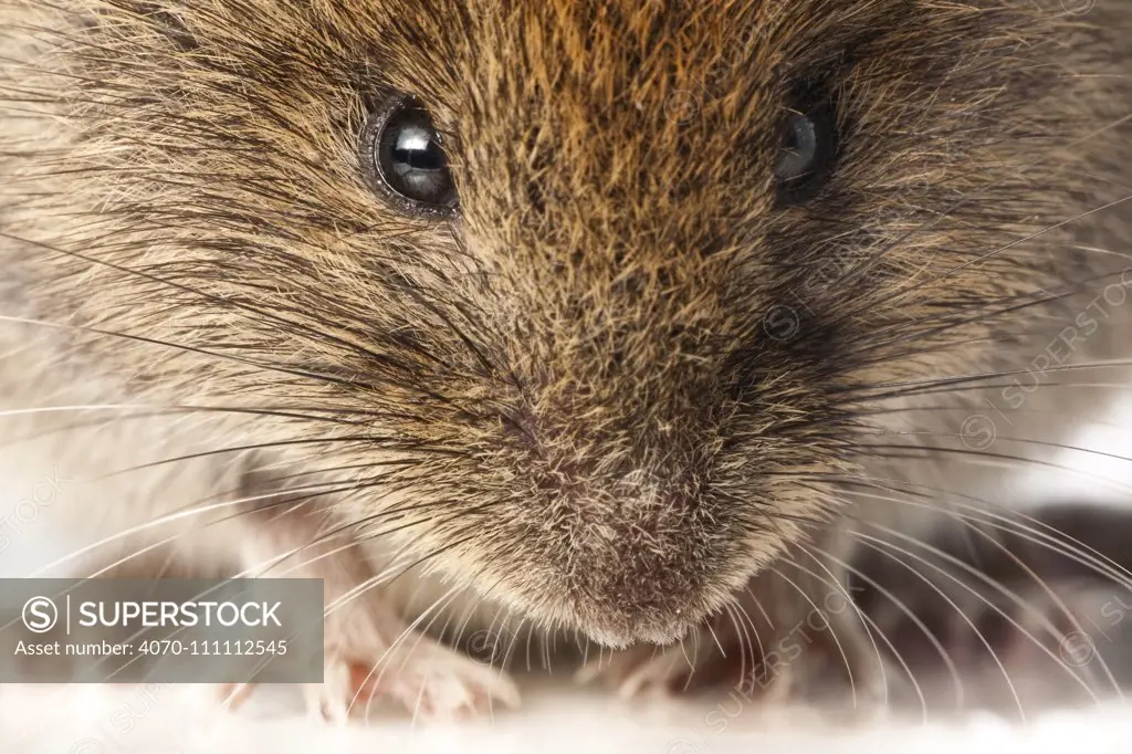 Bank vole (Myodes glareolus) portrait, woodlands, Pyrenees, France, June. meetyourneighbours.net project