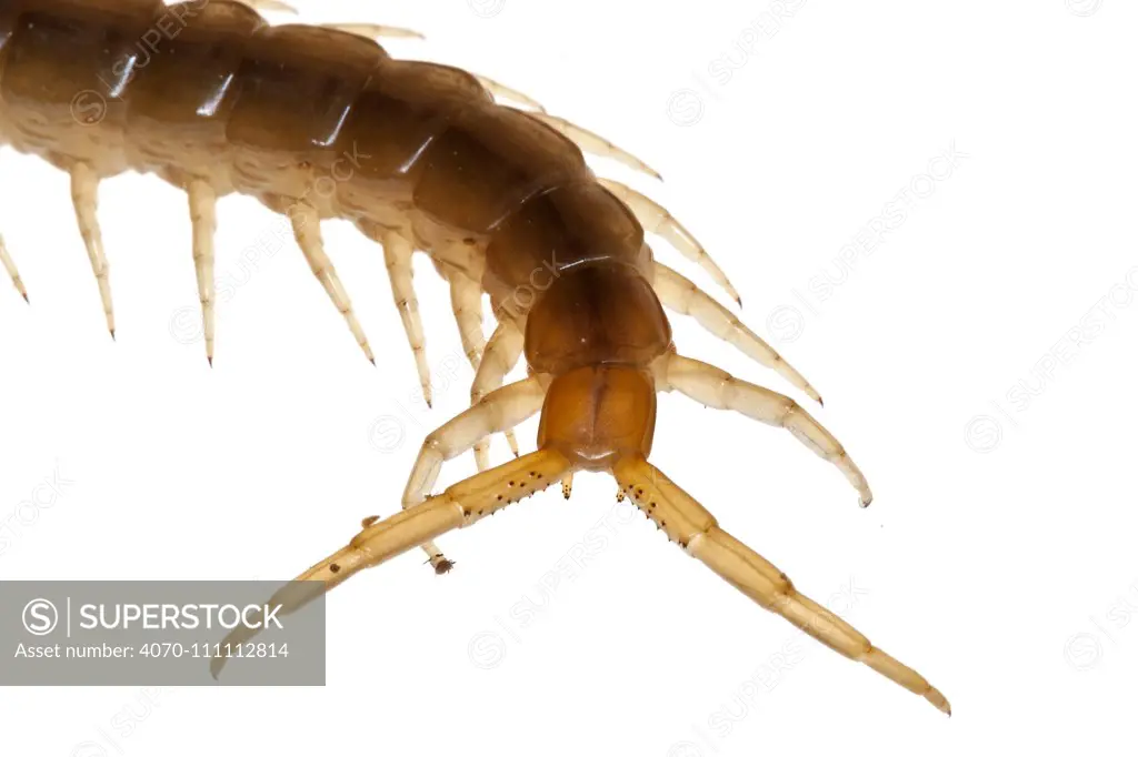 Close up of rear pair of legs of Mediterranean banded centipede (Scolopendra cingulata), Heraklion, Crete, Greece meetyourneighbours.net project