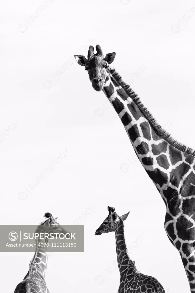 Reticulated giraffes (Giraffa camelopardalis reticulata) black and white picture of group of three, Kenya.