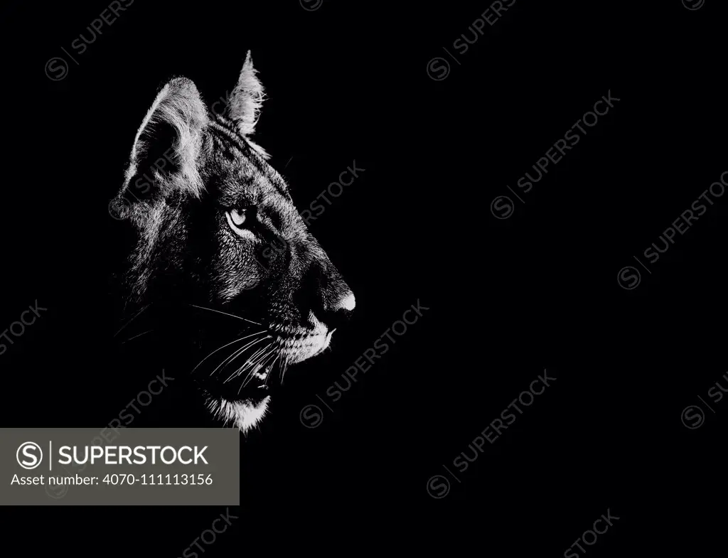 Lion (Panthera leo) side profile of head, at night, Central Kalahari Game Reserve, Botswana, digitally enhanced