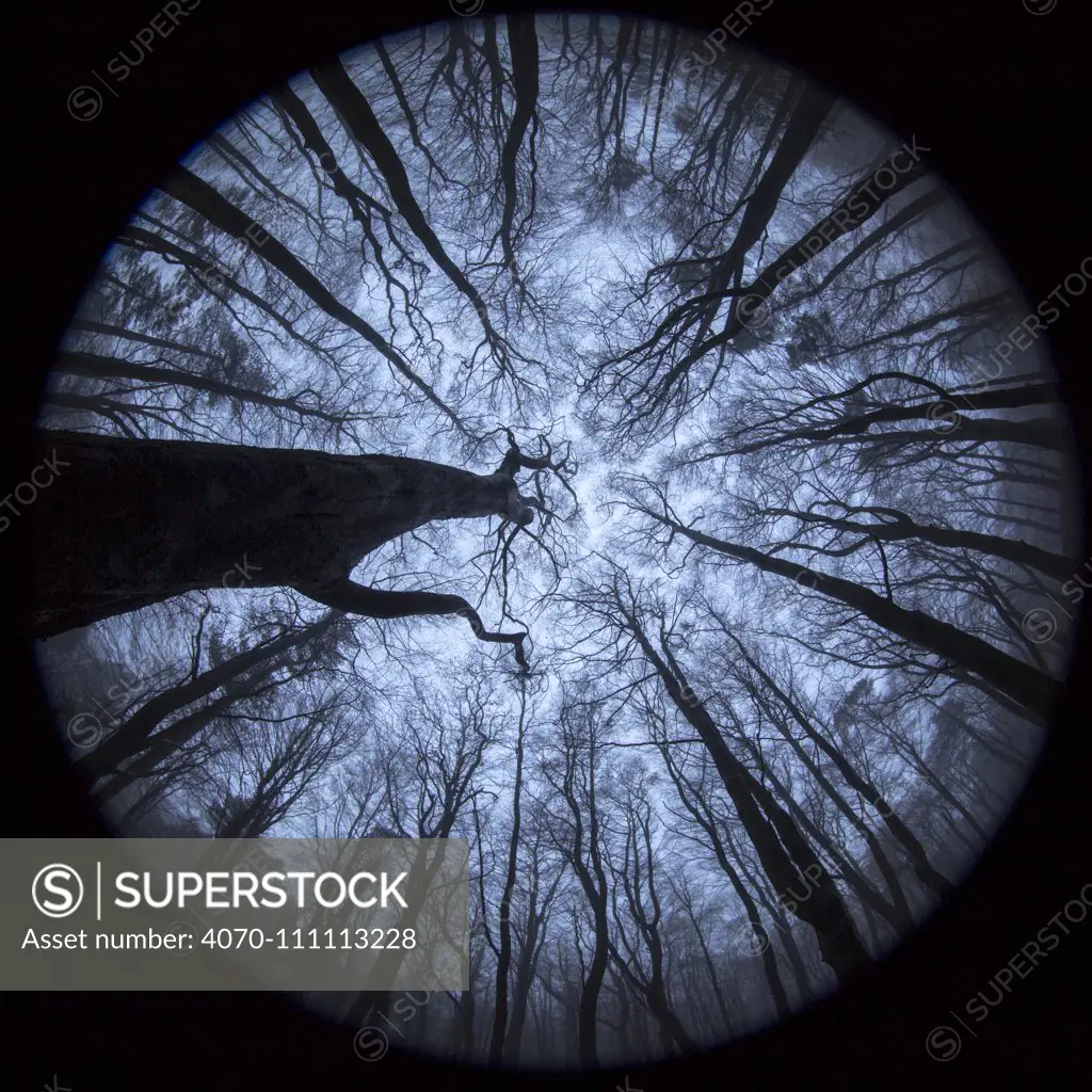 View up to Beech (Fagus sylvatica) woodland canopy in winter, photographed with a circular fisheye lens. Derbyshire, UK. December.