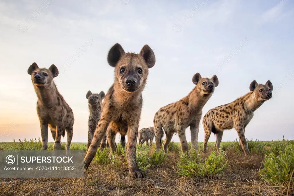 Spotted hyena (Crocuta crocuta) low angle shot of group taken with remote camera. Liuwa Plain National Park, Zambia. May