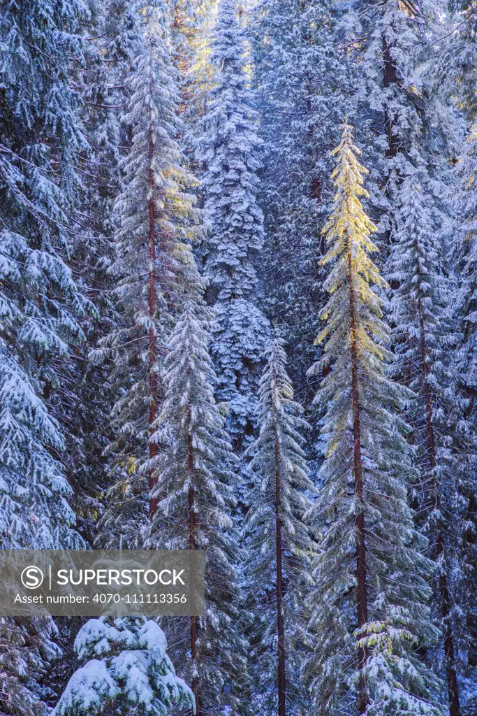 First rays of golden sunshine hit Giant Sequoias (Sequoiadendron giganteum) covered in a winter blanket of snow and frost, Grant Grove, Sequoia / Kings Canyon National Park, California, USA November