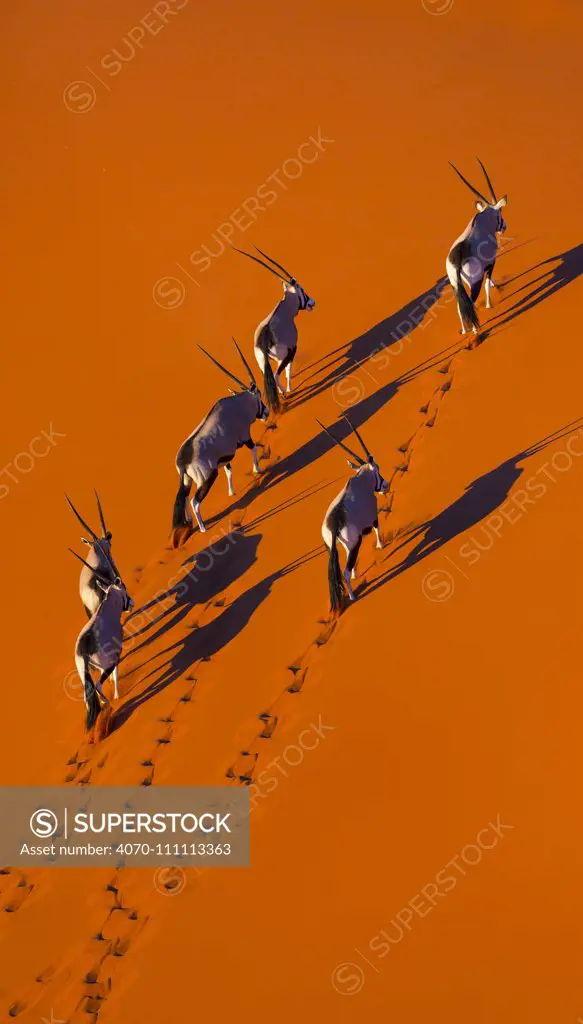 Gemsbok (Oryx gazella) aerial view of herd on sand, Namib Desert, Namibia.