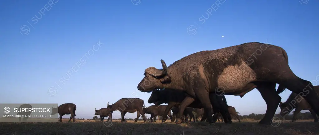 African Cape buffalo (Syncerus caffer) herd on the move, wide angle perspective taken with a remote camera. Maasai Mara National Reserve, Kenya.