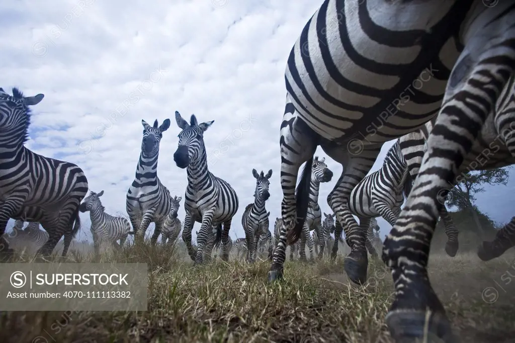 Common or Plains zebra (Equus quagga burchellii) herd on the move, wide angle perspective taken with a remote camera. Maasai Mara National Reserve, Kenya.