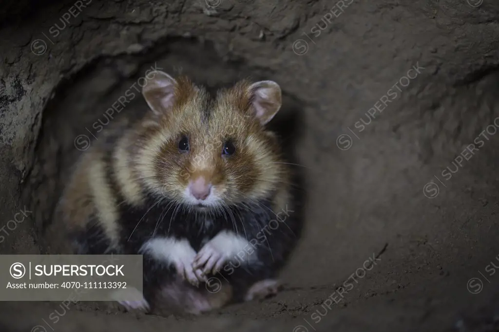 European hamster (Cricetus cricetus) male, in underground burrow, captive.