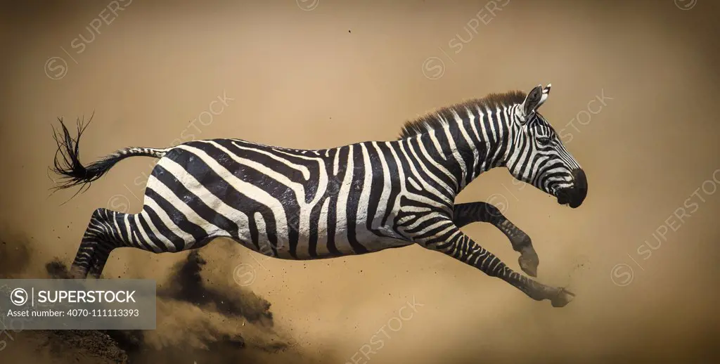 Zebra (Equus quagga) leaping during stampede, Serengeti, Tanzania. Vignette added and right edge expanded.