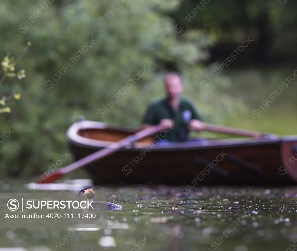 Great crested grebe (Podiceps cristatus) with rower in the background, Hampstead Heath, London, England, UK. June.