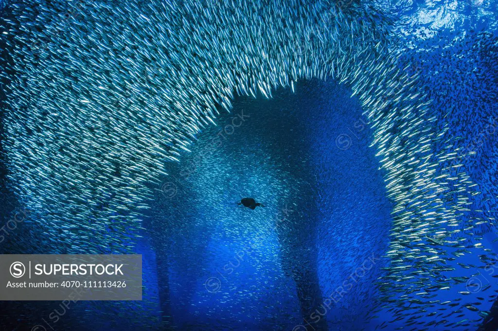 Brandt's cormorant (Phalacrocorax penicillatus) bursts through a school of Pacific chub mackerel (Scomber japonicus) while hunting beneath an oil rig. Ellen Rig, Los Angeles, California, United States of America. North East Pacific Ocean.