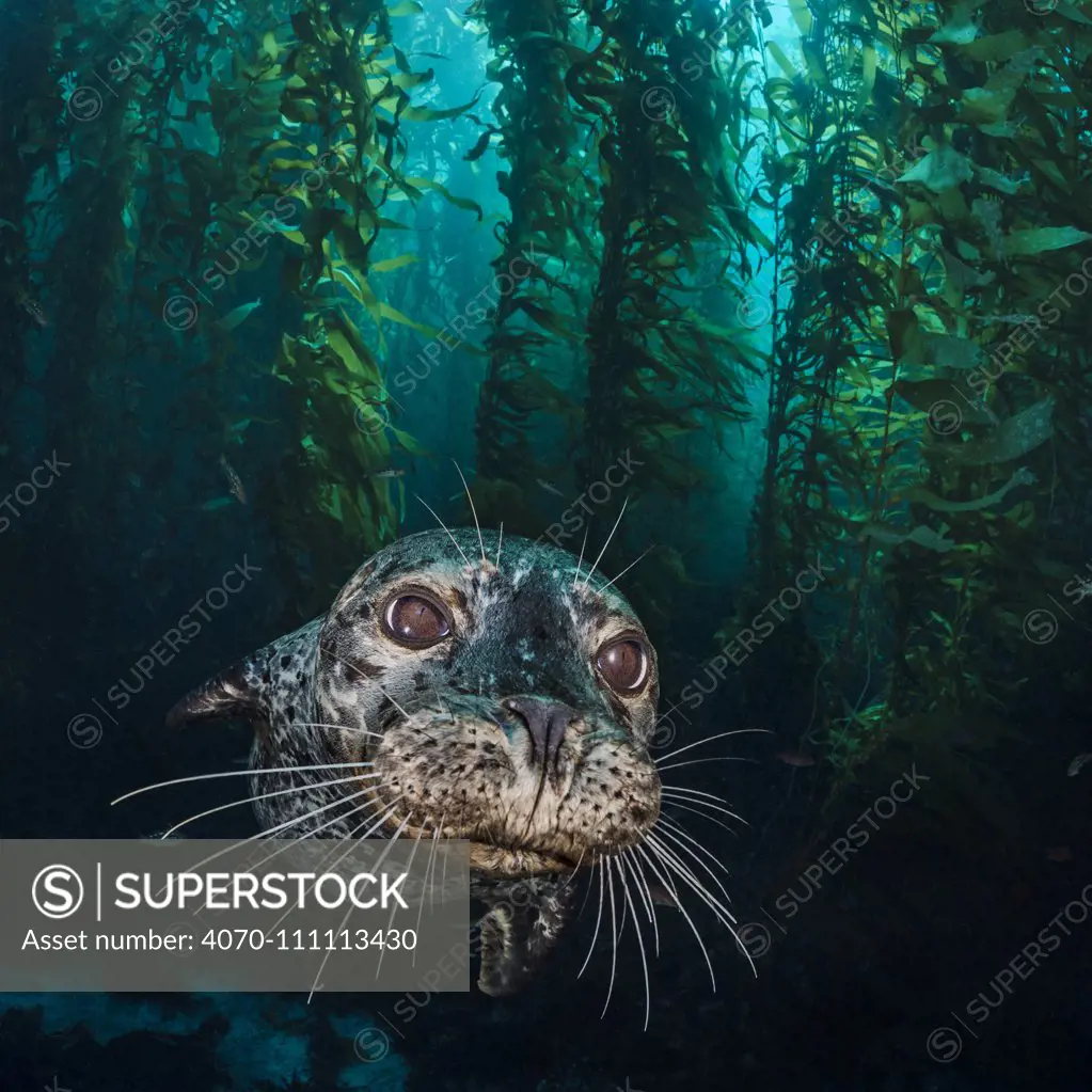 Harbour seal (Phoca vitulina) in the kelp forest (Macrocystis pyrifera). Santa Barbara Island, Channel Islands. Los Angeles, California, United States of America. North East Pacific Ocean.