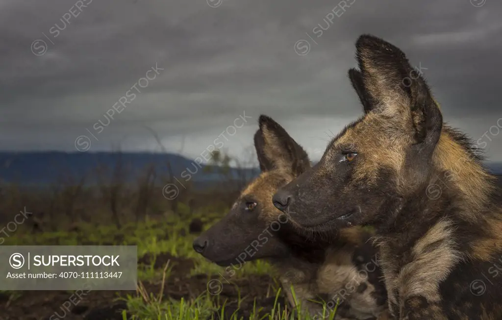 African Wild dogs or Cape hunting dogs (Lycaon pictus) at close range taken from ground level, Zimanga Private Game Reserve, South Africa.