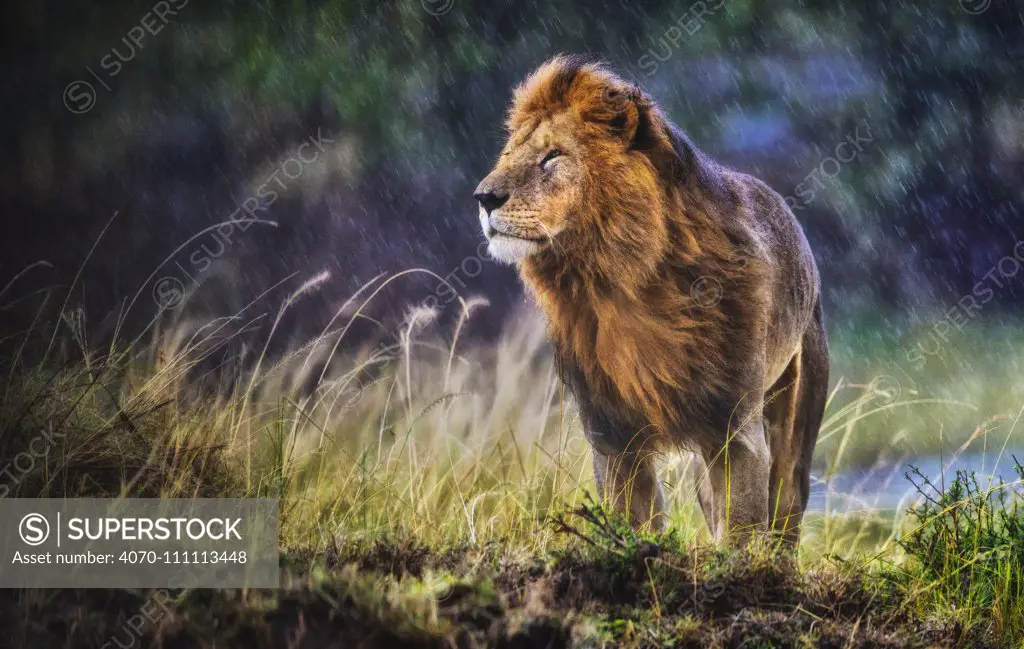 Lion (Panthera leo) male standing in cold and rain with strong wind blowing, smelling the air, Masai Mara National Reserve, Kenya