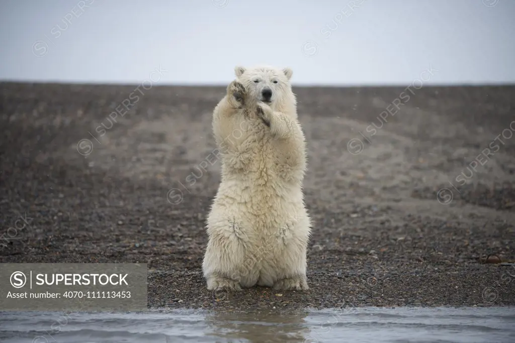 Polar bear (Ursus maritimus) spring cub sitting upright on hind legs balancing, Bernard Spit, 1002 Area, Arctic National Wildlife Refuge, North Slope, Alaska, USA, October. Vulnerable species.