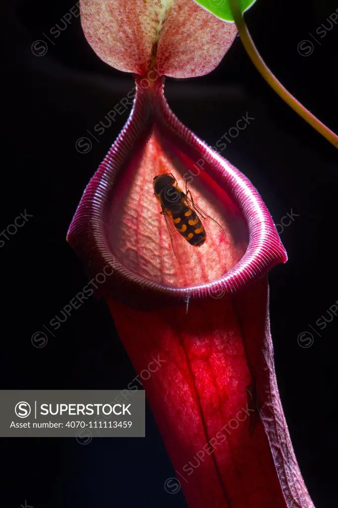 Pitcher plant (Nepenthaceae) cultivated plant with fly.