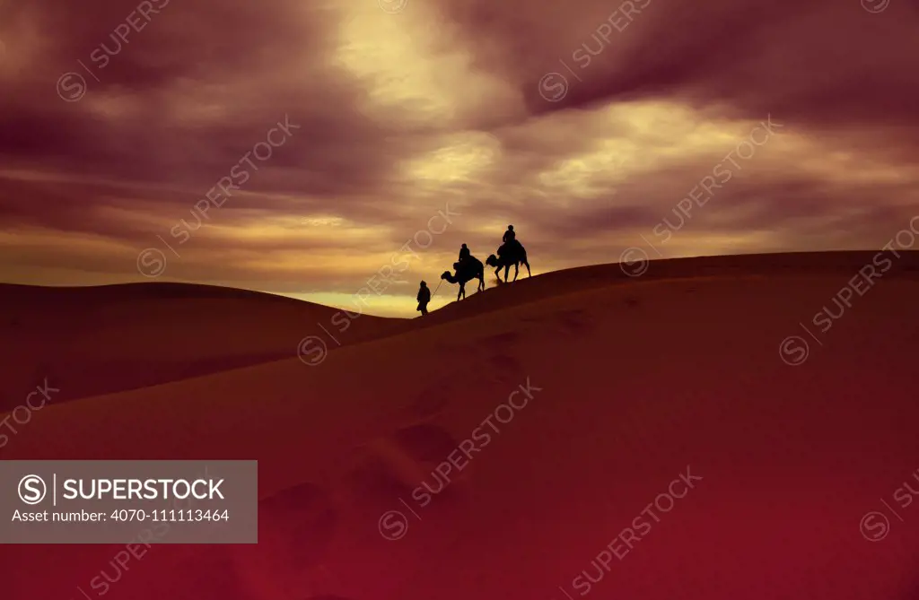 People riding Camels (Camelus dromedarius) Erg Chebbi Dunes, Sahara Desert, Morocco. March 2011.