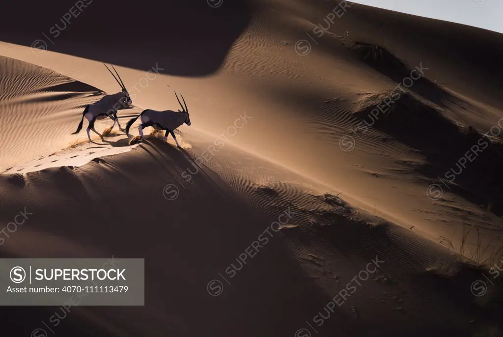 Aerial view of two Gemsbok (Oryx gazella) in sand dunes, Namib Desert, Namibia.