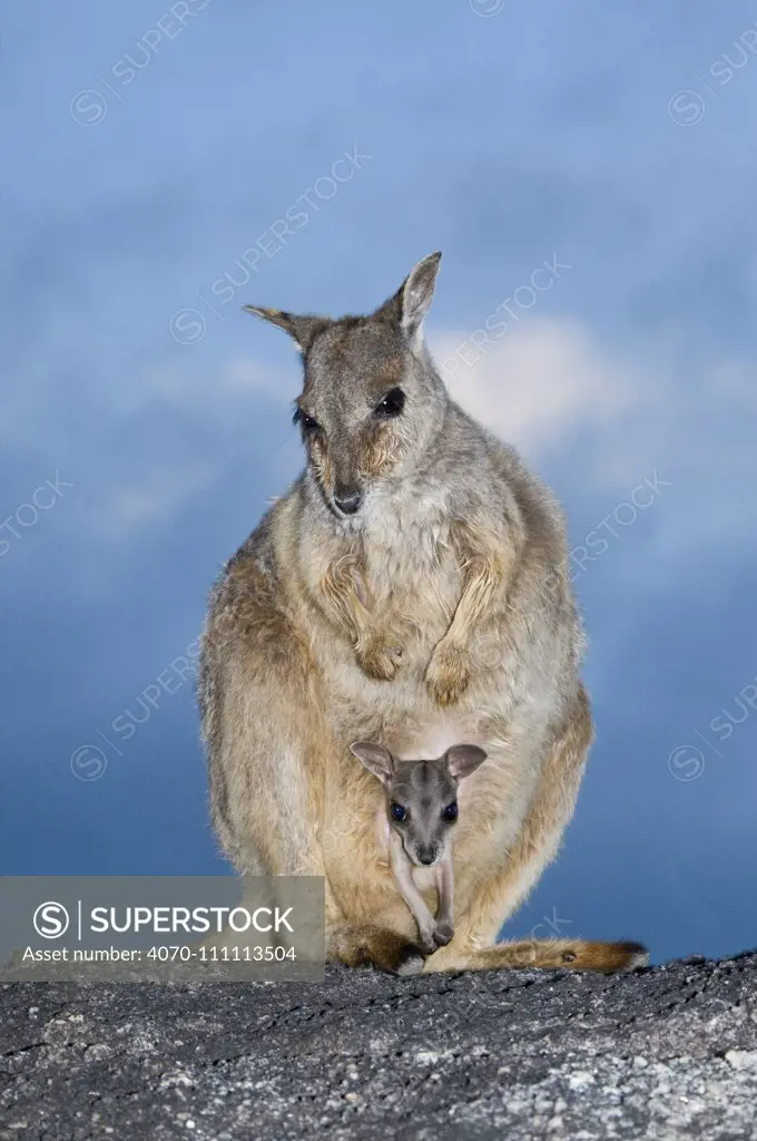 Mareeba rock wallaby (Petrogale mareeba) female with pouch young, north-eastern Queensland, Australia. October.