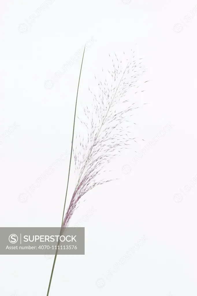 Pink muhly grass (Muhlenbergia capillaris) artistic shot on white background. Florida, USA, January.