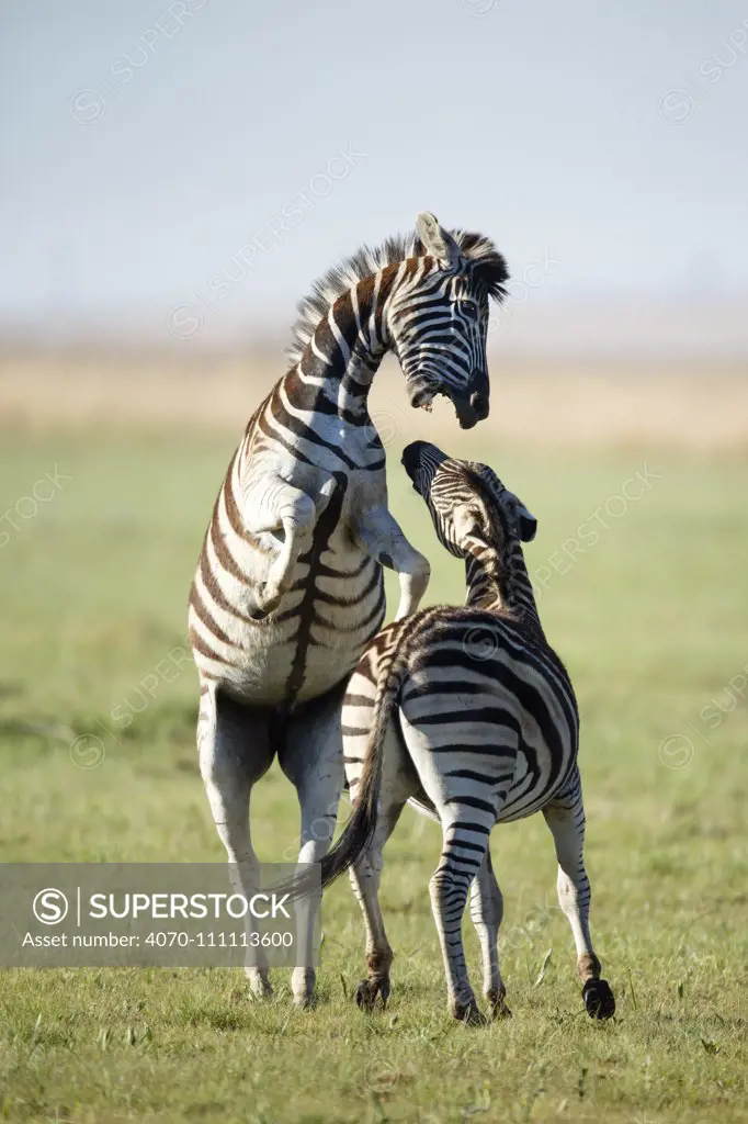 Two Zebra (Equus quagga) stallions fighting, Rietvlei Nature Reserve, Gauteng Province, South Africa, October.