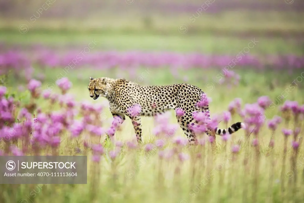 Springbok (Antidorcas marsupialis) herd running from cheetah, Kgalagadi Transfrontier Park, Northern Cape Province, South Africa, December.