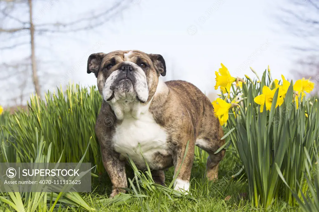 English Bulldog in daffodils, Waterford, Connecticut, USA