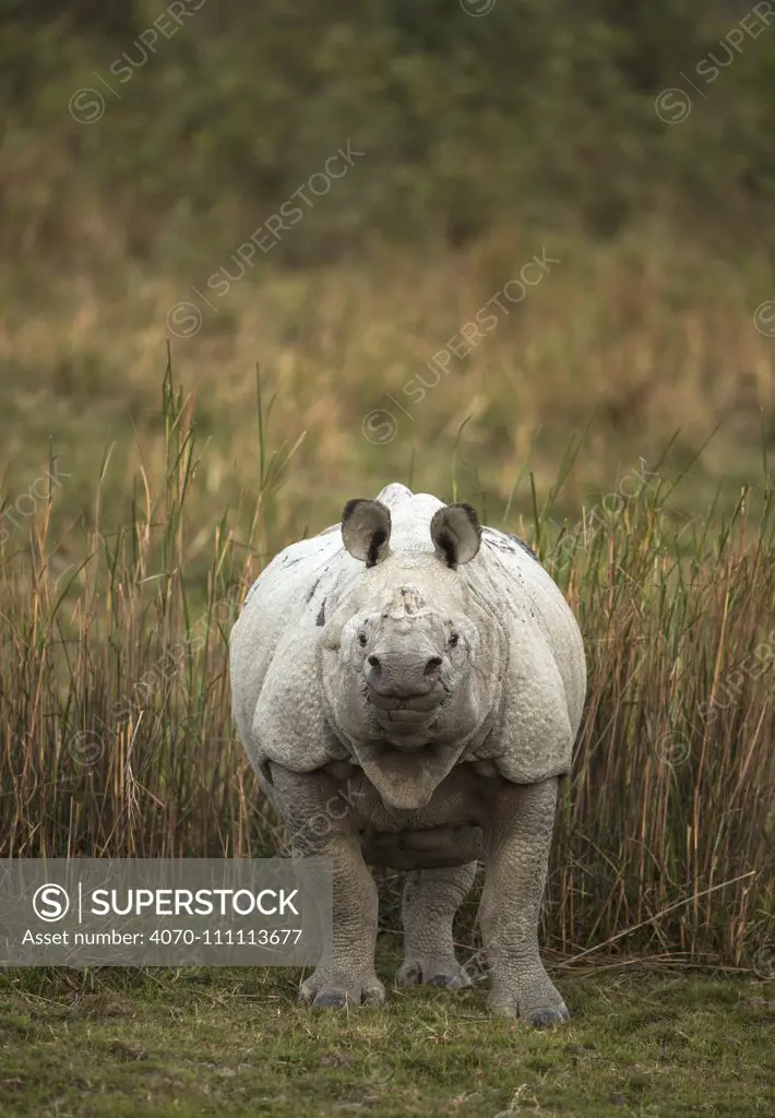 Indian rhinoceros (Rhinoceros unicornis) female. Kaziranga National Park, India.